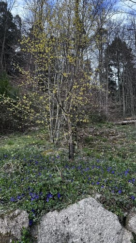 Fessenbach Ortenau - Hohes Horn Offenburg