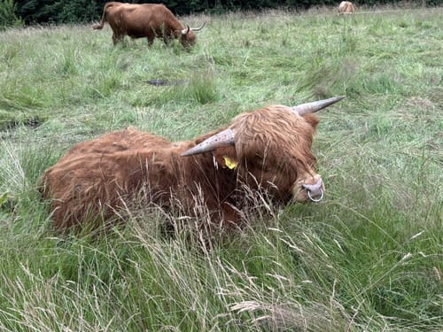 Rothaarsteig-Spur Romantischer Hickengrund