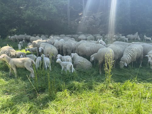 Rothaarsteig-Spur Romantischer Hickengrund