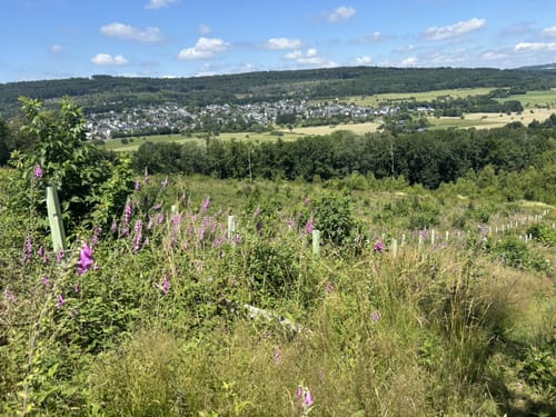 Rothaarsteig-Spur Romantischer Hickengrund