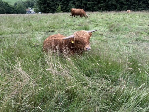 Rothaarsteig-Spur Romantischer Hickengrund