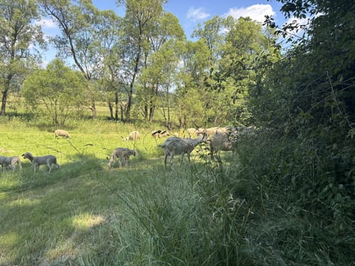 Rothaarsteig-Spur Romantischer Hickengrund