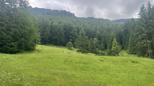 Feichteck