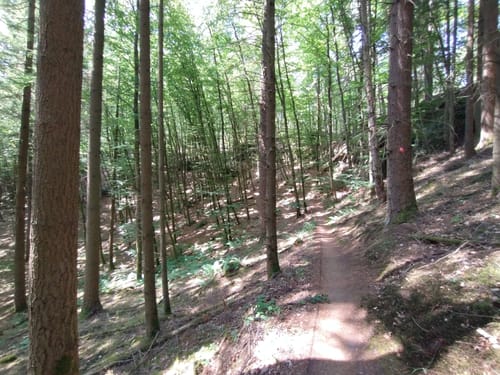 Vom Naturfreundehaus zum Waldhaus Drei Buchen