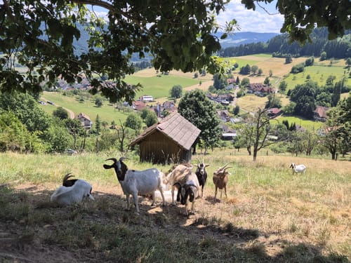 Guttahütte ab Huberhof