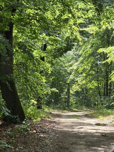 Westlich des Bötzsees