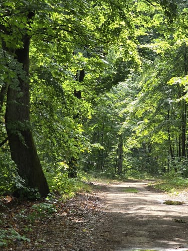 Westlich des Bötzsees