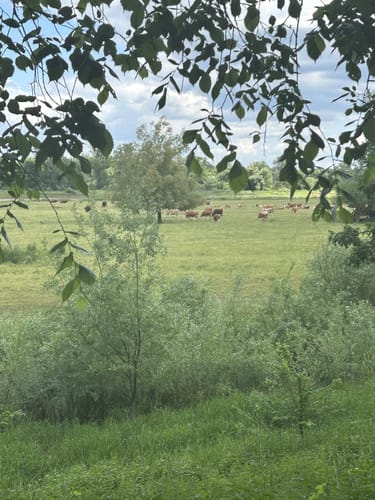 Sieglitzer Park - Worlitzer Gartenreich
