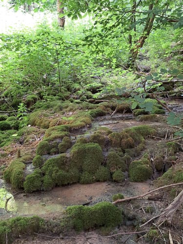 An der Steinernen Rinne