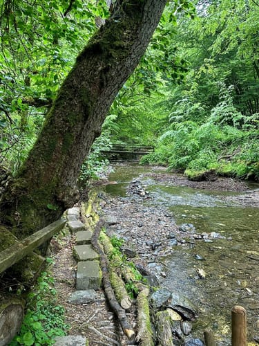 Geierlayschleife (Premiumwanderweg)