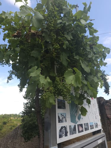 Zur Wachtenburg über Michaelskapelle
