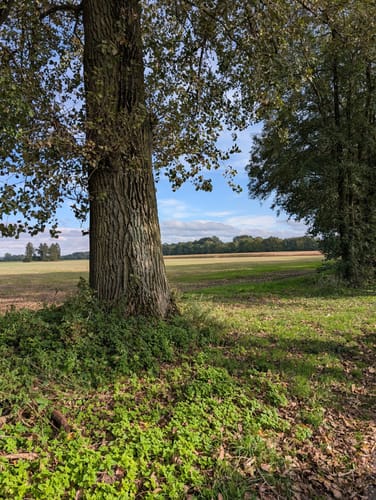 Rund um Steinhorst