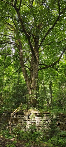 Große Runde bei Brüninghausen