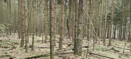Große Runde bei Brüninghausen
