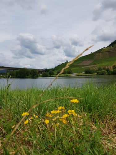 Von Trier nach Trittenheim