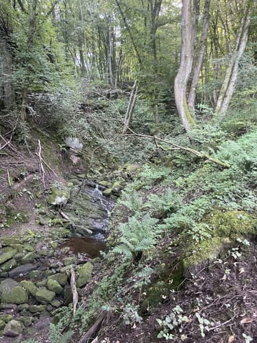 Steinbachpfad (Premiumwanderweg)