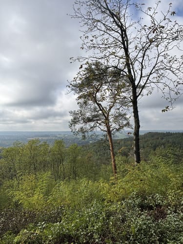 Zum Pimpinellenberg