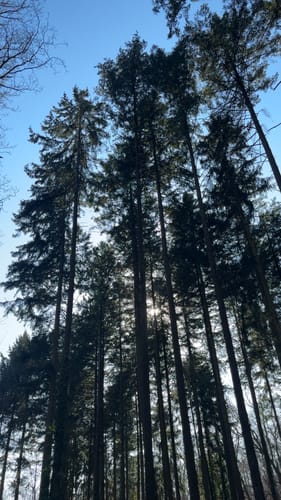 Wanderweg bei Nordenstadt