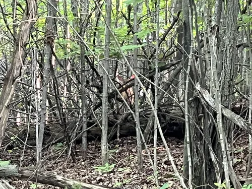 Best forest trails in Sr. Joseph Township Centennial Grounds