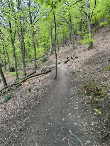 Oberer Dellenweg und Harkortberg Rundweg