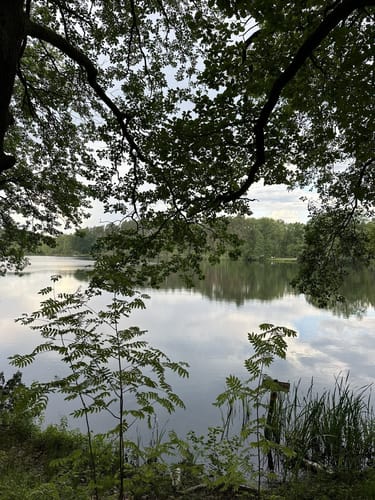 NSG Köthener Heideseen
