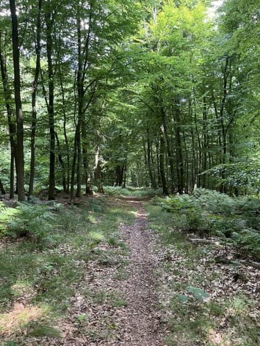 Durch das Naturschutzgebiet Nammer Klippen