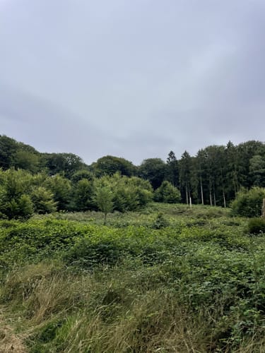 Kleve - Runde im Reichswald