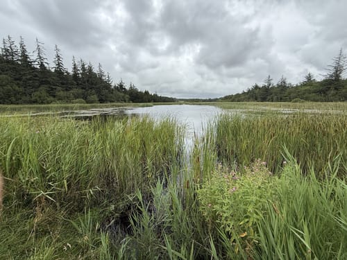 Naturpark Marbæk og Sjelborg Plantage