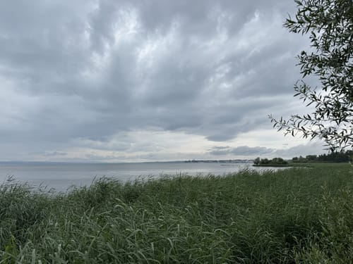 Runde im Eriskircher Ried