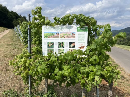 Weinbergsrunde ab Grunern