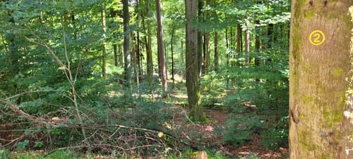 Rundwanderweg Bad König Erlenbrunnen 2: Eckertsberg-Weg