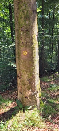 Rundwanderweg Bad König Erlenbrunnen 2: Eckertsberg-Weg