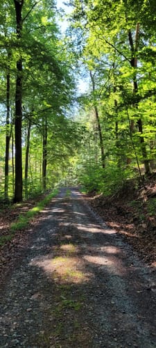 Rundwanderweg Bad König Erlenbrunnen 2: Eckertsberg-Weg
