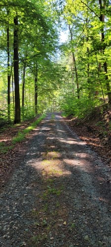 Rundwanderweg Bad König Erlenbrunnen 2: Eckertsberg-Weg
