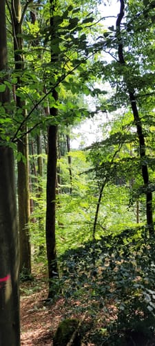 Rundwanderweg Bad König Erlenbrunnen 2: Eckertsberg-Weg