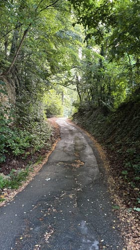 Durch den Buchswald über Hornfelsen
