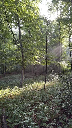 Durch den Buchswald über Hornfelsen