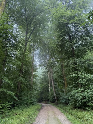 Durch den Buchswald über Hornfelsen