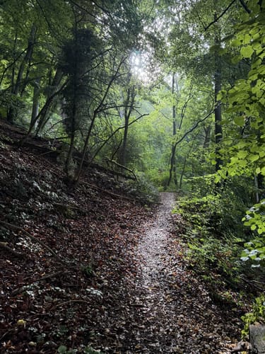 Durch den Buchswald über Hornfelsen