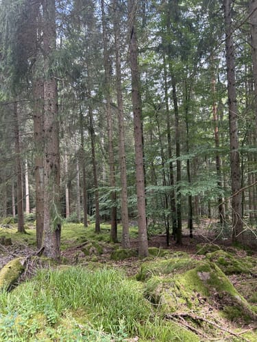 Bannwald Eiberg und Forscherpfad