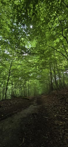 Waldschluchtenweg (Traumpfad)