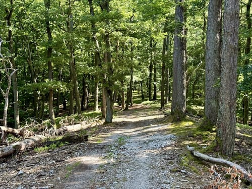 Alzenau 2 : Wald und Wallfahrt