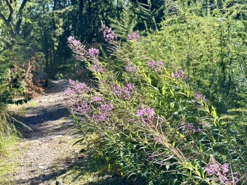 Alzenau 2 : Wald und Wallfahrt