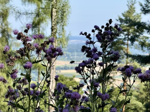 Alzenau 2 : Wald und Wallfahrt