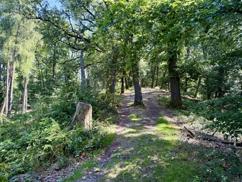 Alzenau 2 : Wald und Wallfahrt