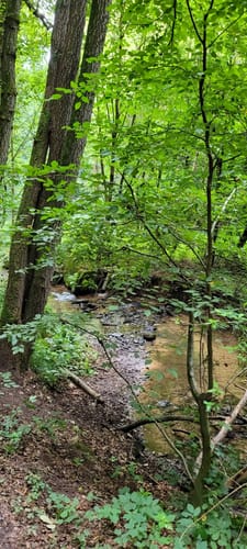 Rundwanderweg 2 Erbach Dreiseetal: Ernsbach-Weg