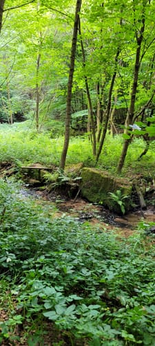 Rundwanderweg 2 Erbach Dreiseetal: Ernsbach-Weg