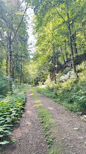 Badeweiler - Sophienruhe - Burberg
