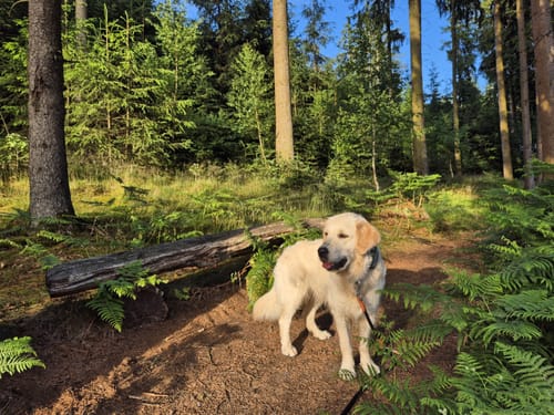 Kleine Runde an der Ennepe