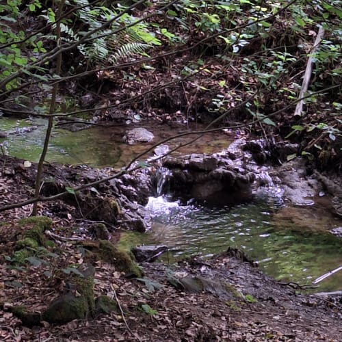 Zweibrücker Fasanenjagd (Premiumspazierwanderweg)